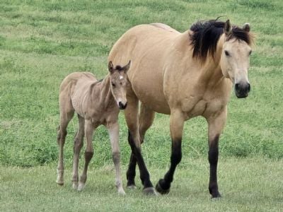 Ms Boon Topaz <BR> AQHA 5892873